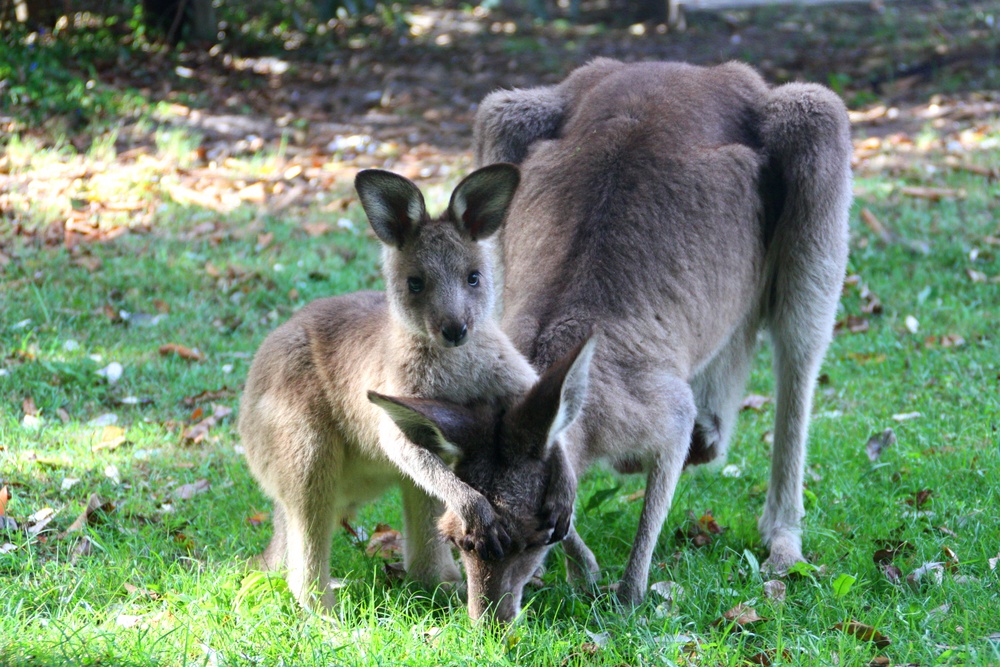 Kangaroo mit Baby im Crowdy Bay National Park!