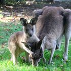Kangaroo mit Baby im Crowdy Bay National Park!