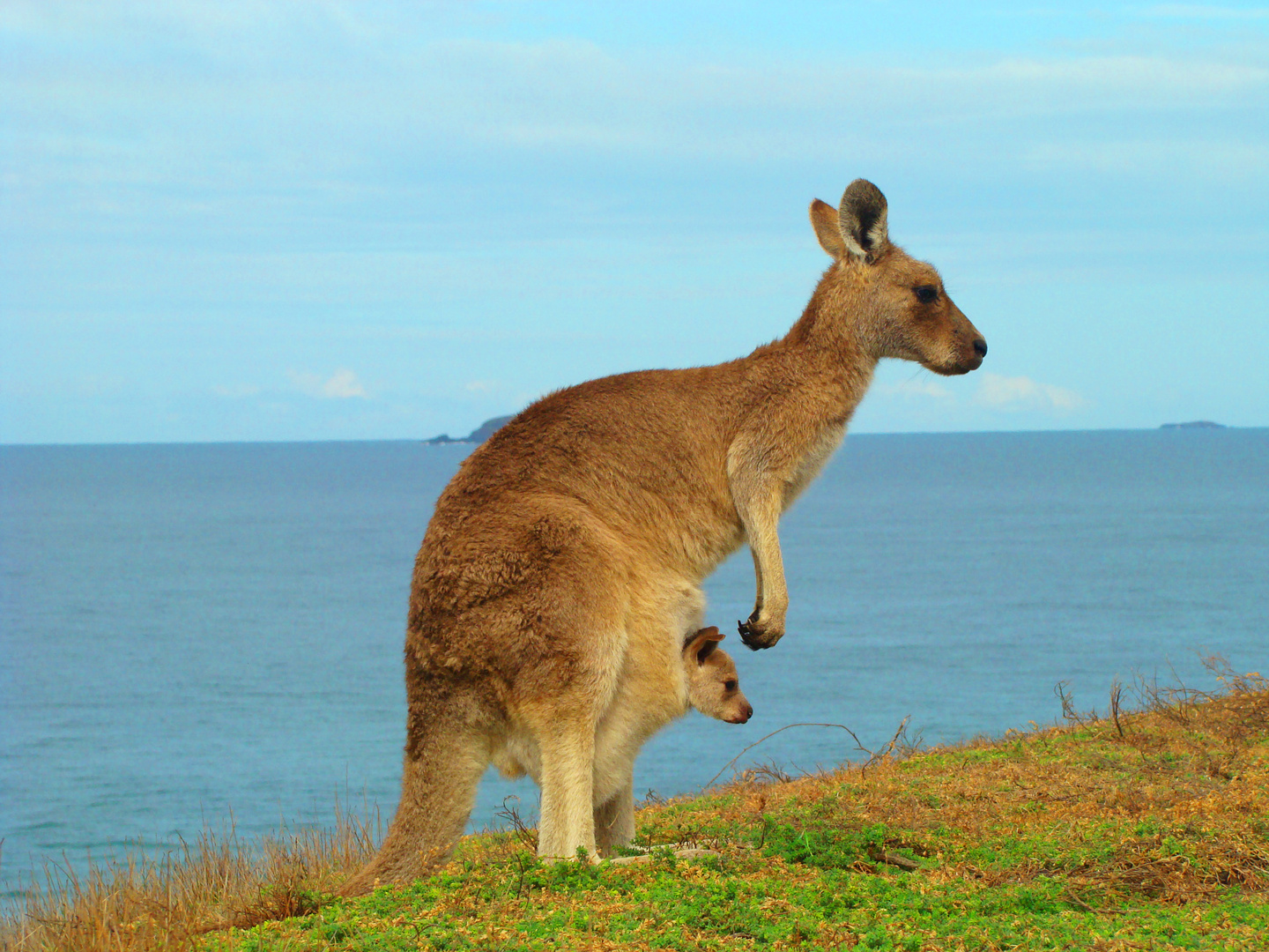 Kangaroo mum
