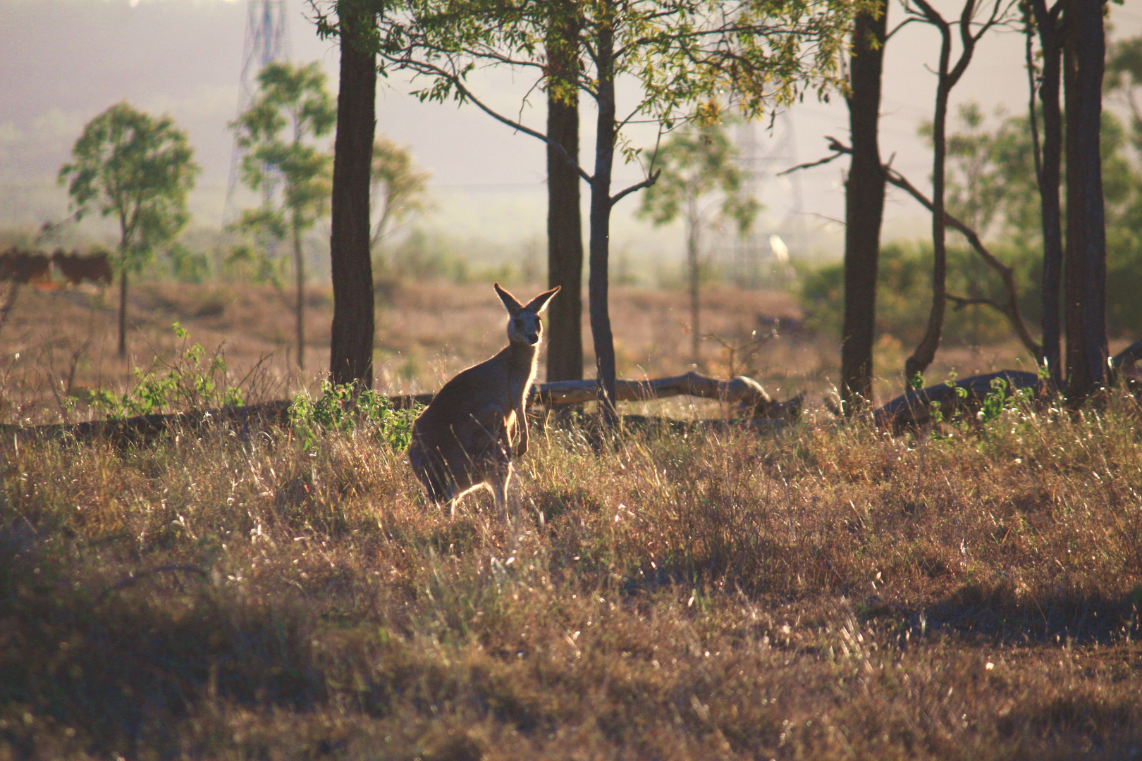 Kangaroo On Pakington