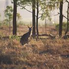 Kangaroo On Pakington