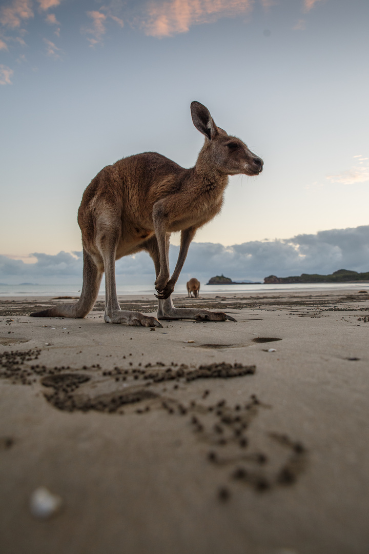 kangaroo on the beach