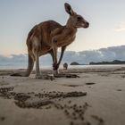 kangaroo on the beach