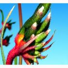 kangaroo paw