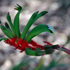 Kangaroo Paw