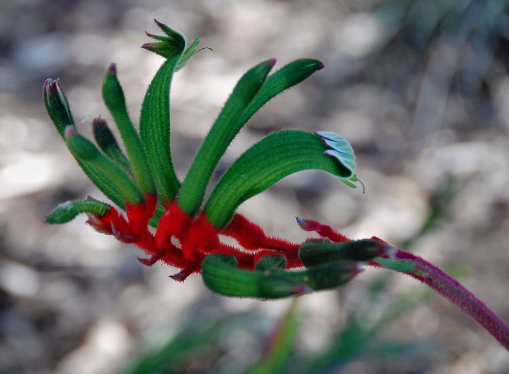 Kangaroo Paw