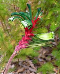 Kangaroo Paw