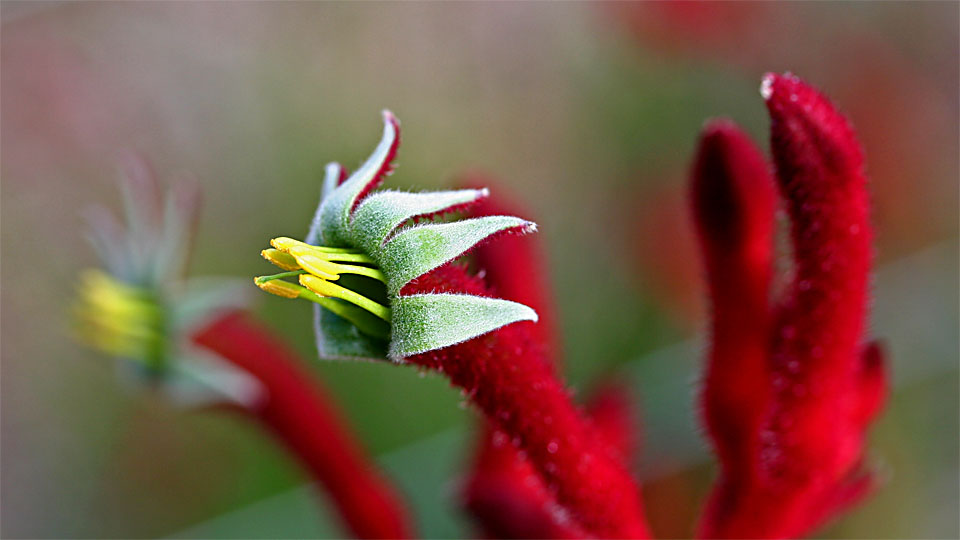 'Kangaroo Paw', Anigozanthos flavidus, Haemodoraceae, Kings Park Botanic Garden, Perth, WA / AU