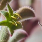 kangaroo paw