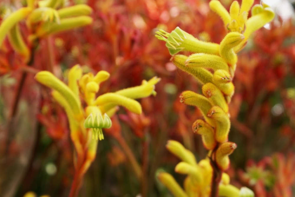 Kangaroo Paw (Känguru Pfötchen) Foto & Bild pflanzen, pilze