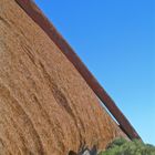 Kangaroo Tail, Uluru, Central Australia