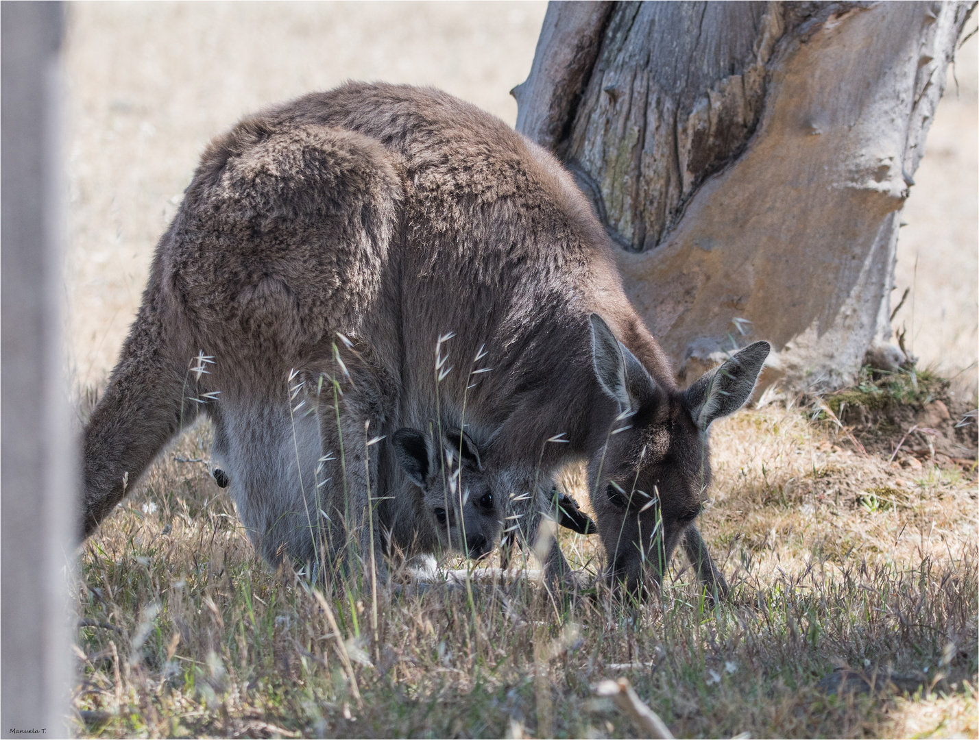  kangaroo with Joey