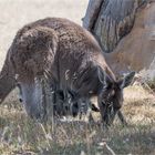  kangaroo with Joey