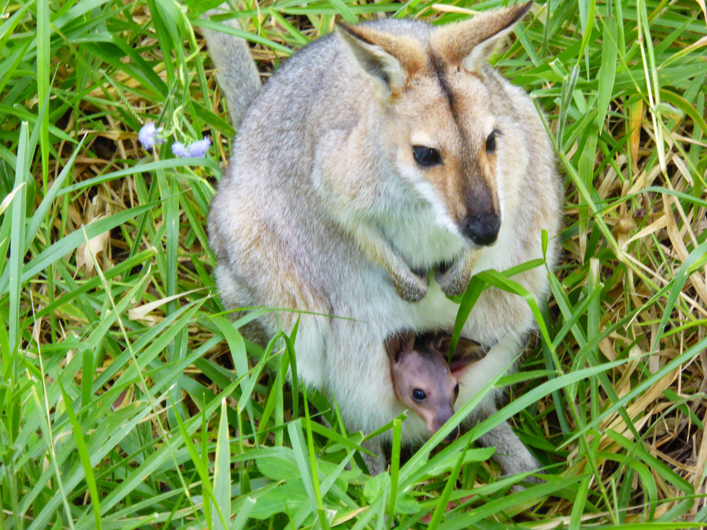 Kangaroo with Joey in pouch in the wild at Simoret Winery