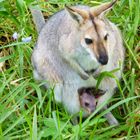 Kangaroo with Joey in pouch in the wild at Simoret Winery