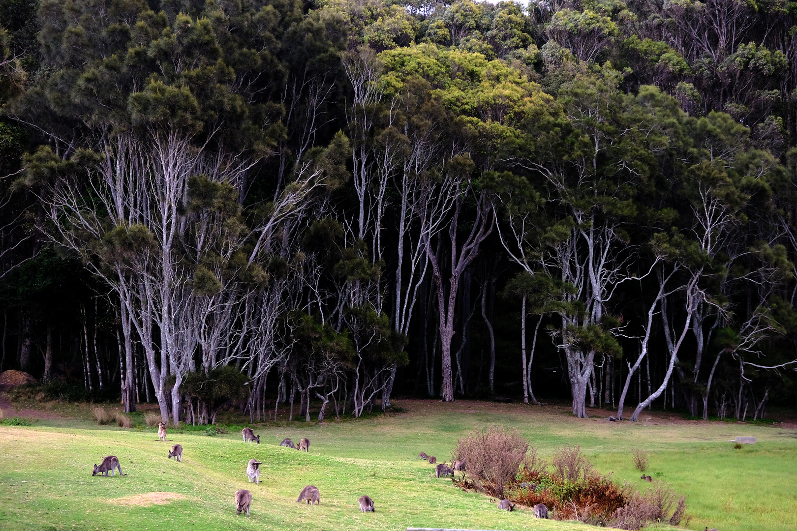 kangaroos