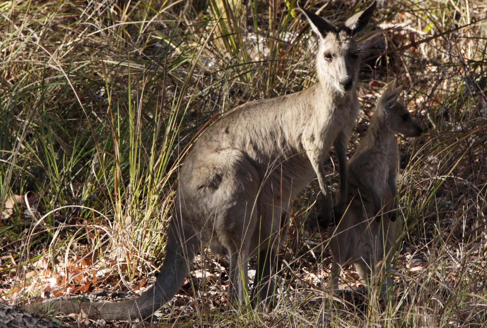 kangaroos