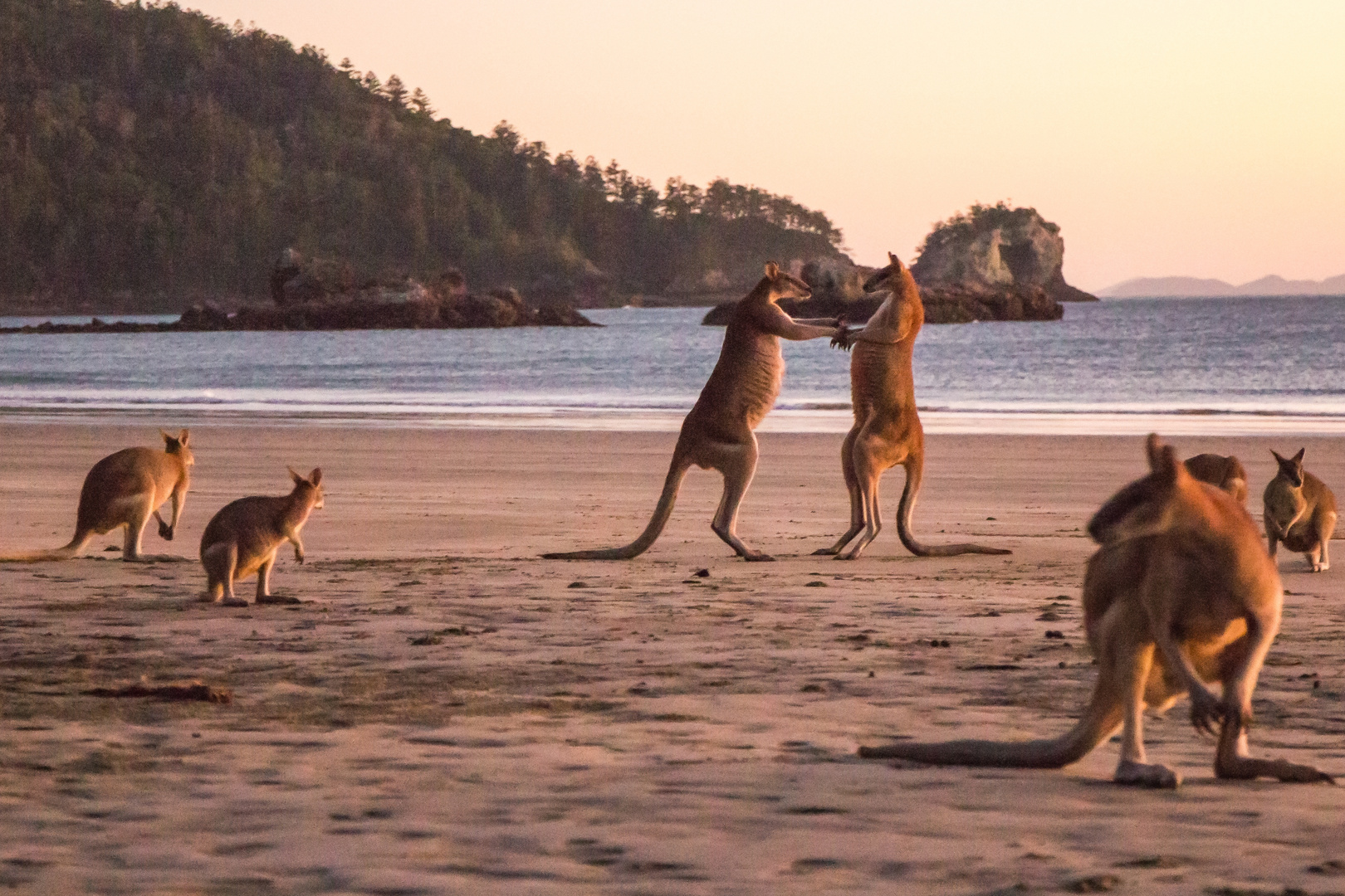 Kangaroos am Strand von Cape Hillsborough, Queensland, Australien 2015