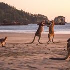 Kangaroos am Strand von Cape Hillsborough, Queensland, Australien 2015