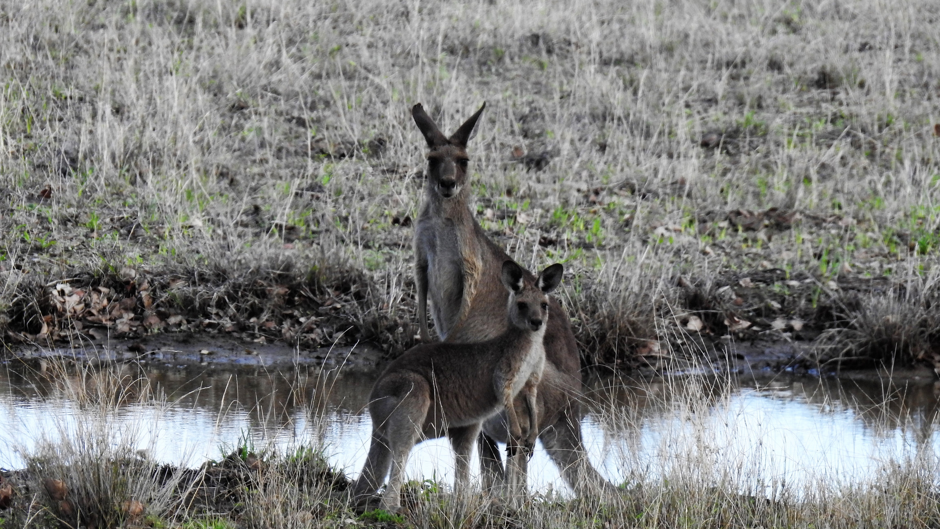 Kangaroos at the waterhole