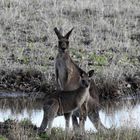 Kangaroos at the waterhole