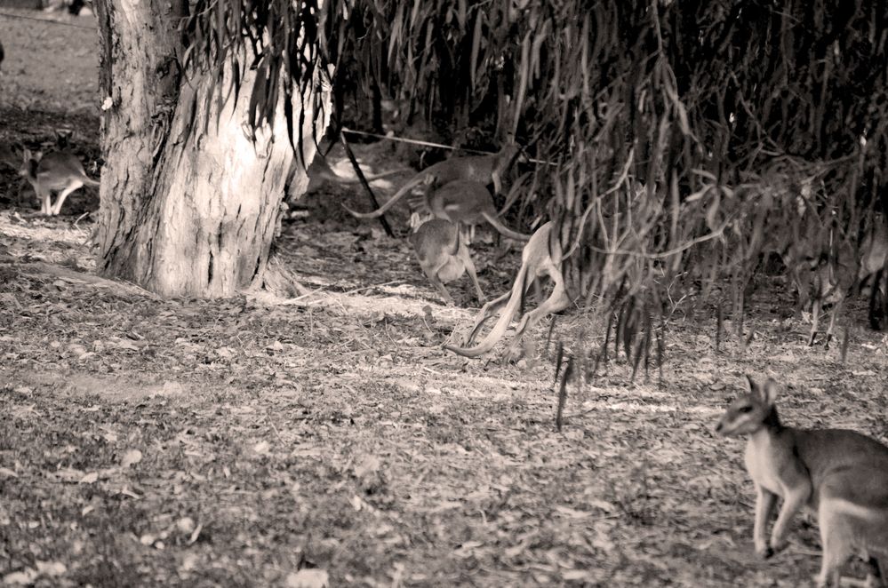 Kangaroos, Cairns Foto & Bild world, outdoor, natur Bilder auf