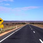 Kangaroos Crossing