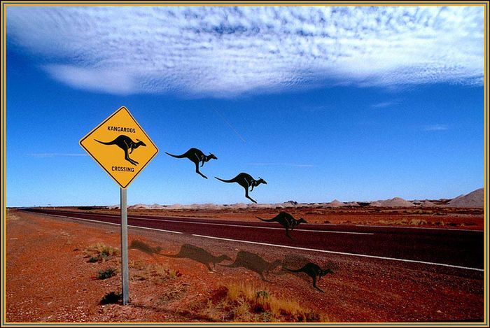 Kangaroos Crossing