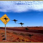 Kangaroos Crossing