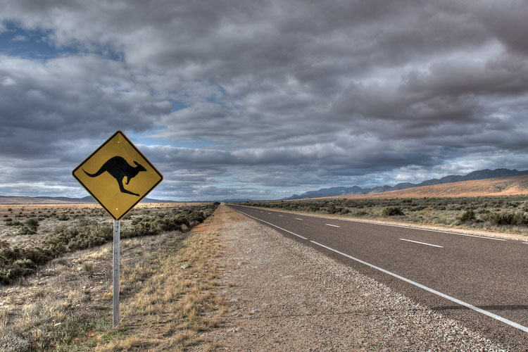 Kangaroos Crossing!