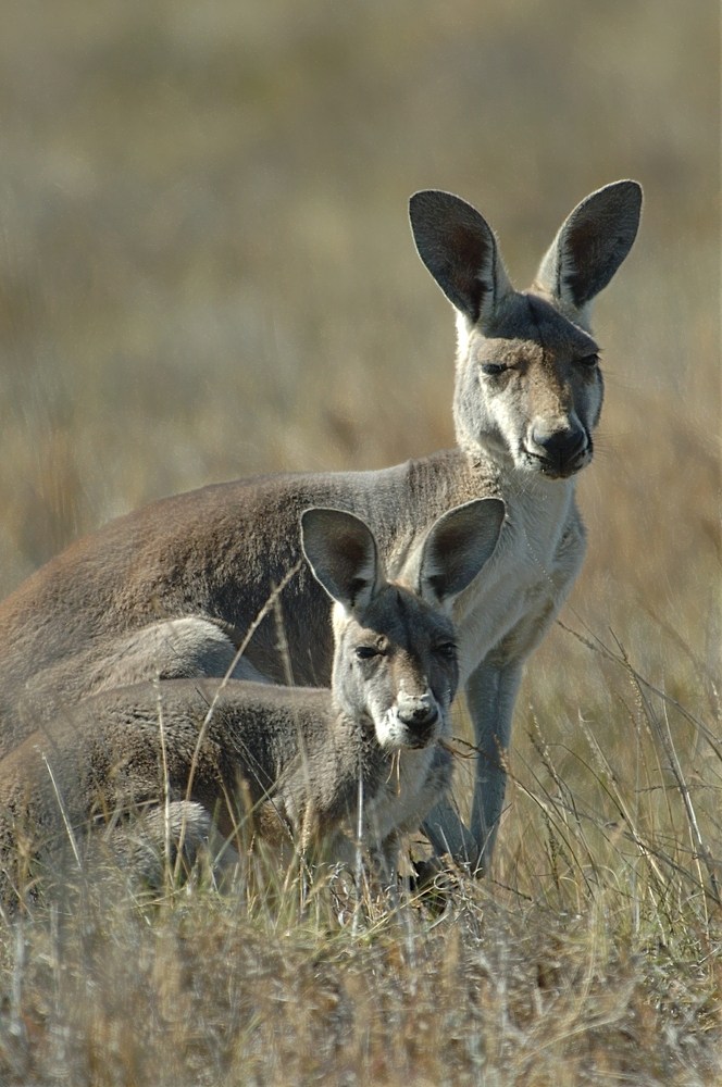 Kangaroo´s II