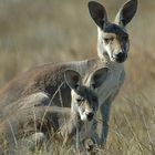 Kangaroo´s II