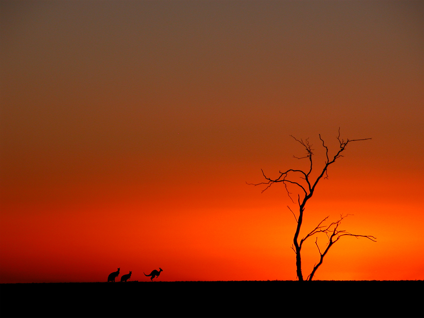 Kangaroos in Aussie Sunset