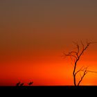 Kangaroos in Aussie Sunset