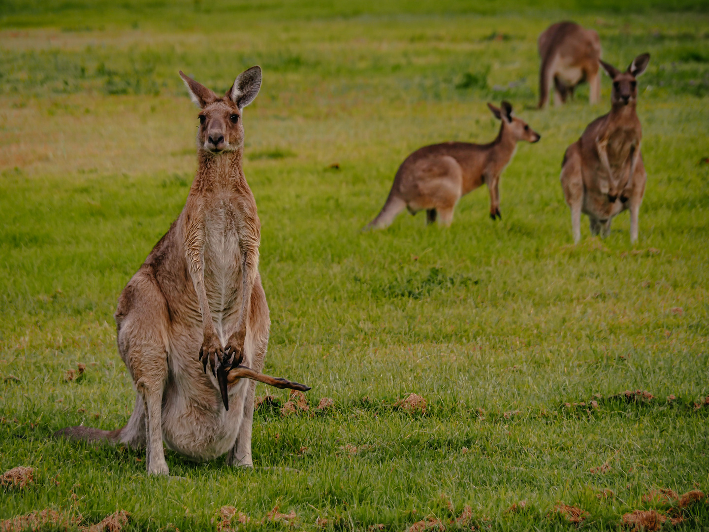 Kangaroos in Australia 