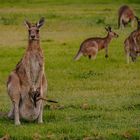 Kangaroos in Australia 