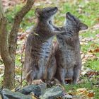 Kangaroos in love