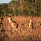 Kangaroos On Pakington 3