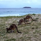 Kangaroos on Pebbly Beach
