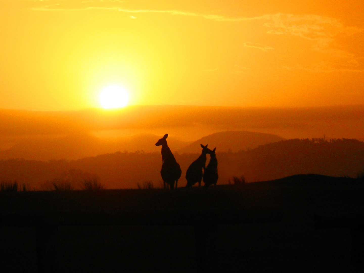 Kangaroosunset