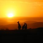 Kangaroosunset