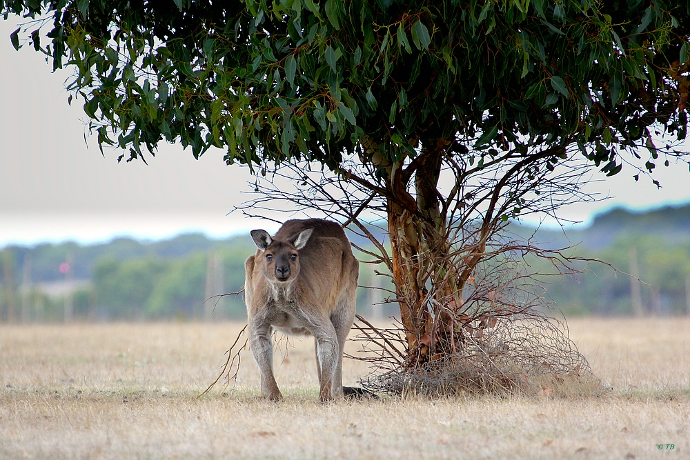 Kangeroo