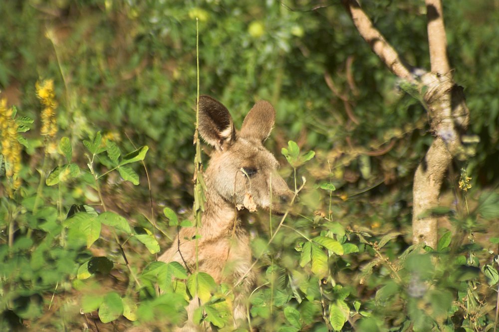 Kangoroo im Bush