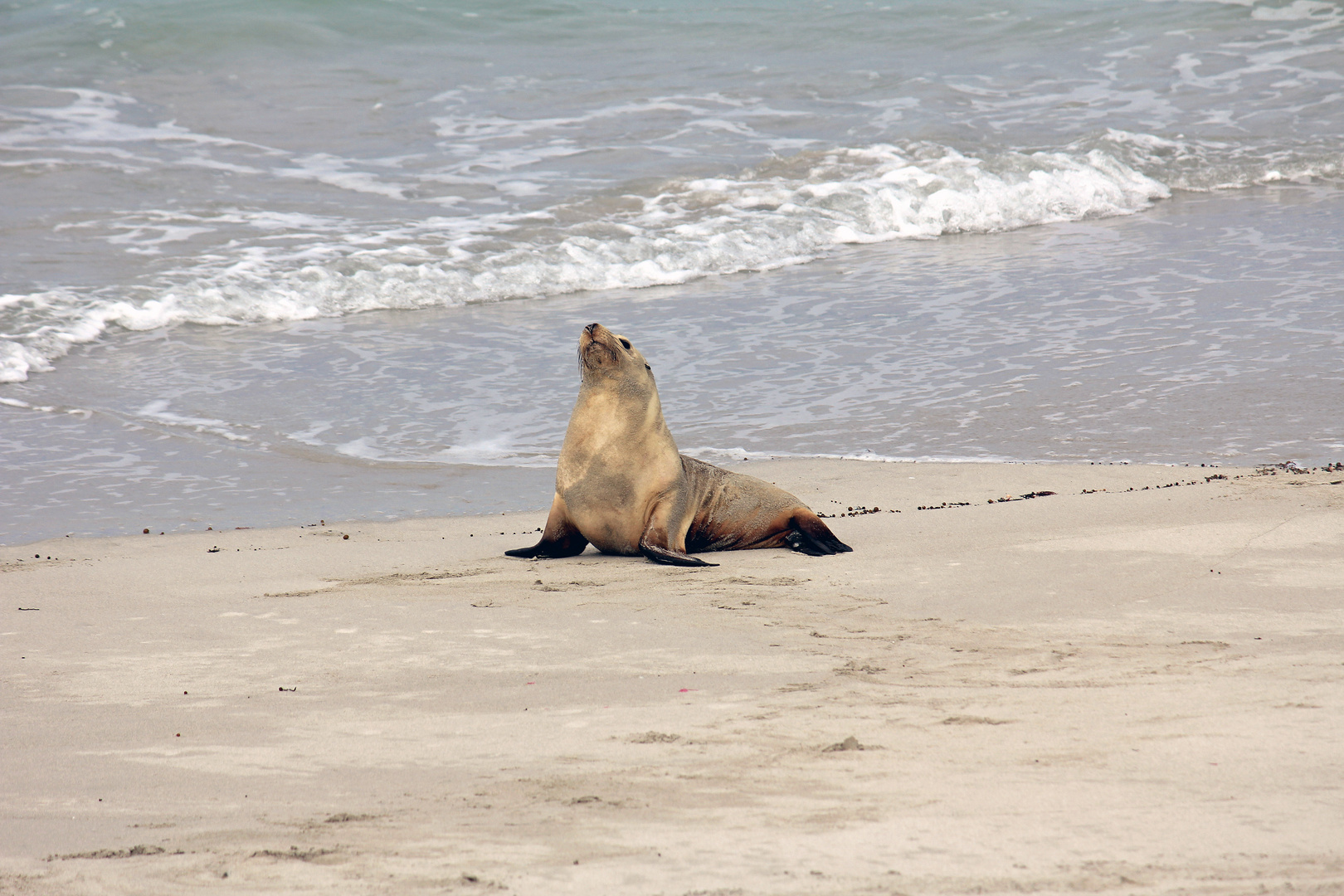 Kangoroo Island Seal Bay