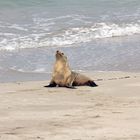 Kangoroo Island Seal Bay