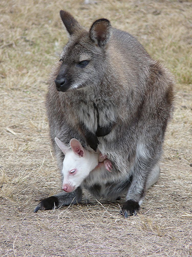 Kangourou albinos