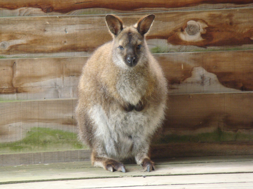 kangourou du Zoo de Mervent