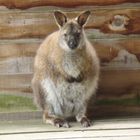 kangourou du Zoo de Mervent