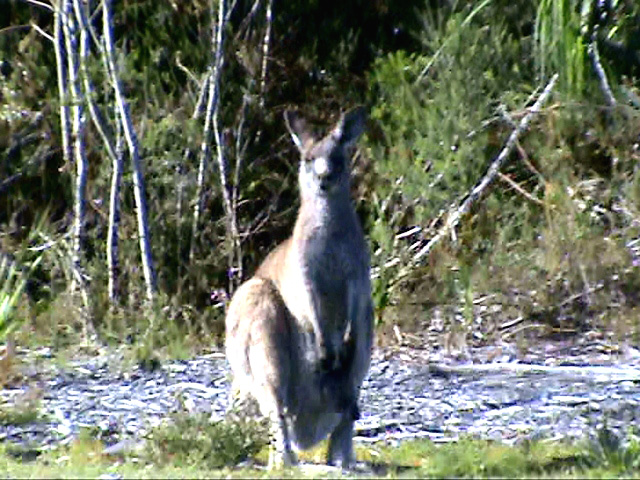 Kangourou femelle dans l'état du Victoria en Australie