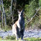 Kangourou femelle dans l'état du Victoria en Australie